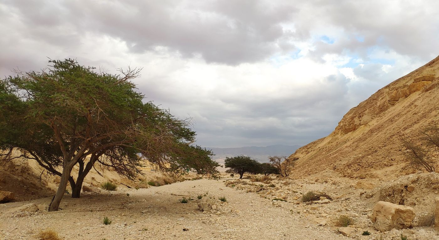 Wadi near Eilat (c) Jonathan Meyrav