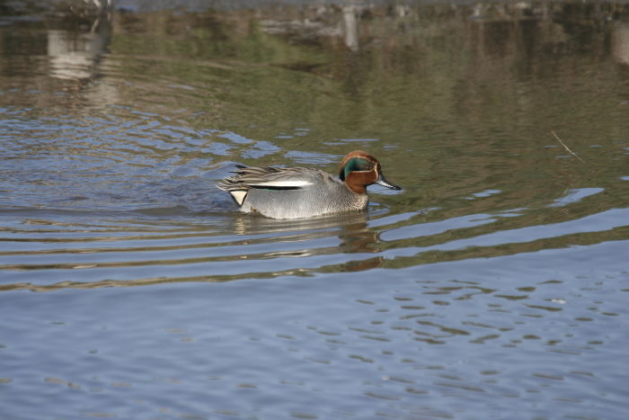 Green-winged Teal (Anas crecca) by Frederic Lamouroux