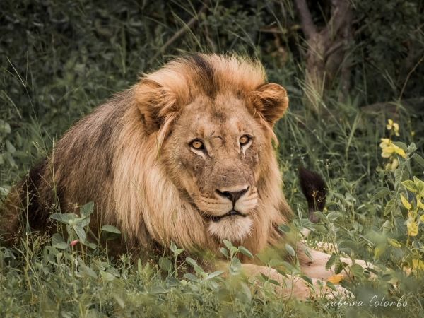 lion at Kruger National Park by Sabrina Colombo 