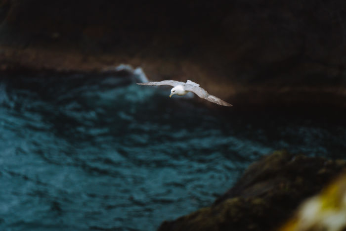 Seagull in flight by Nicola Cagol
