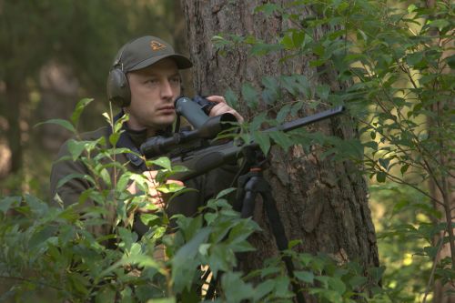 Hunting red deer in Poland - stalking woods