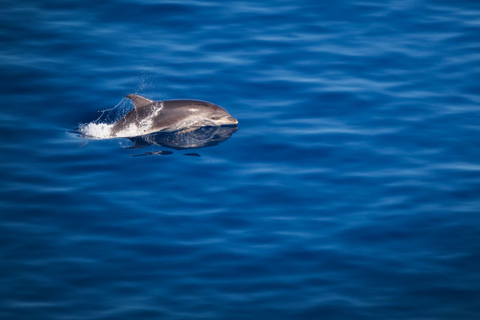 Nature Explorers: Andrea Benvenuti - bottlenose dolphins hunting a few miles off the coast