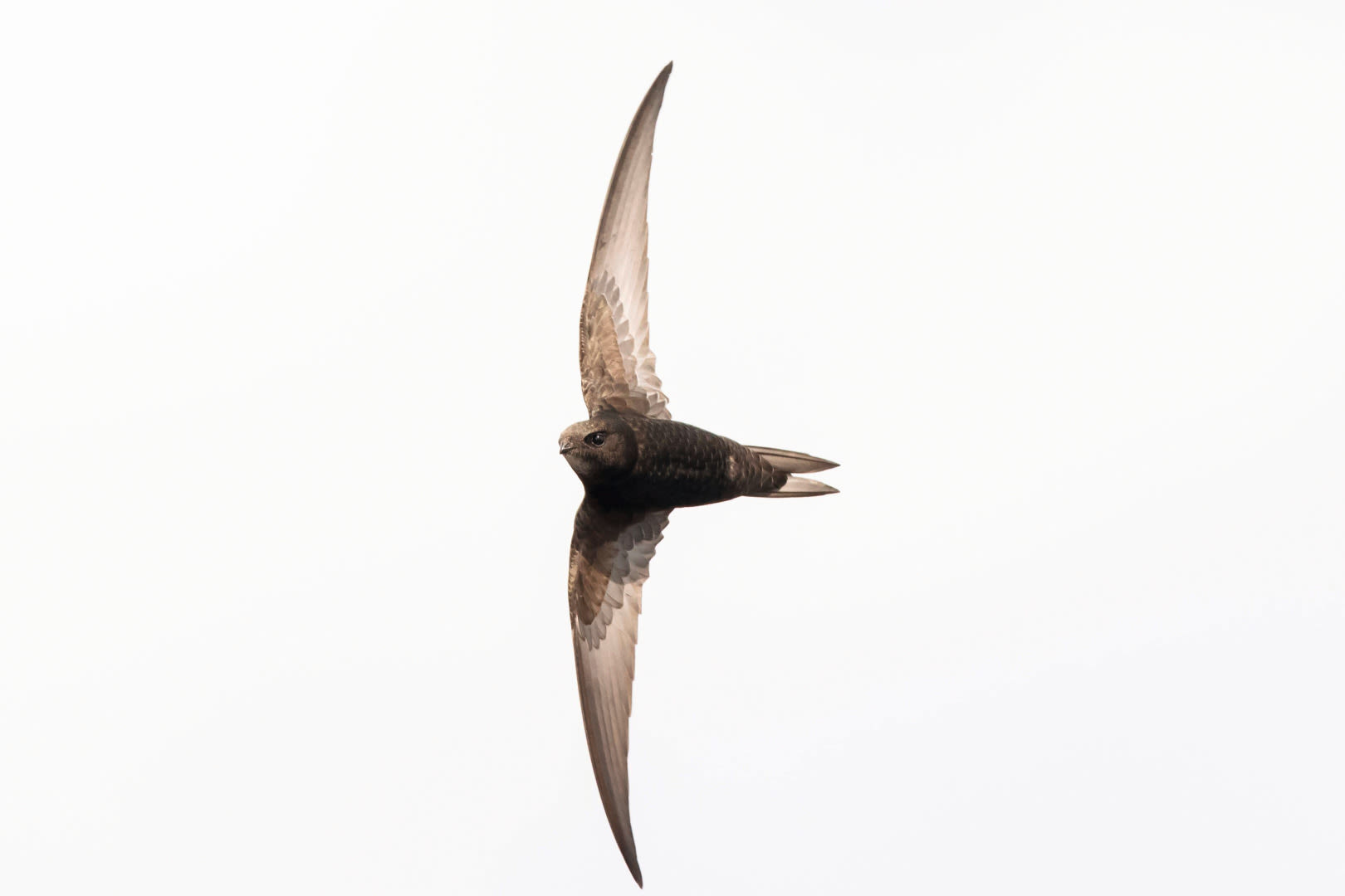 Common swift Apus apus, swallow bird in flight against a white background