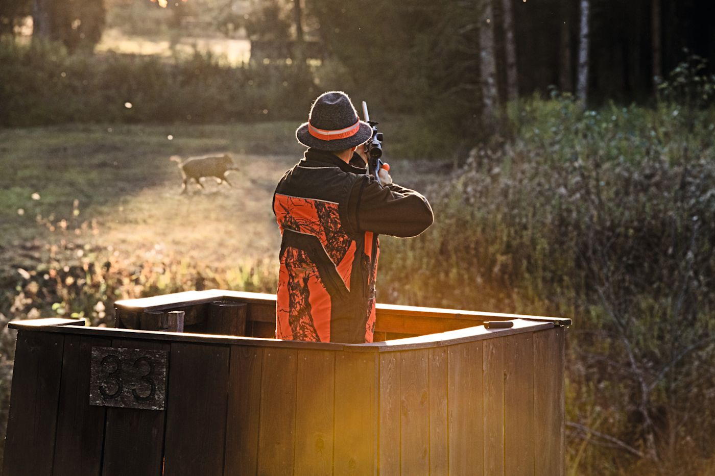 Male hunter dressed in an orange and brown jacket and wearing an orange ribbon on his hat stands on a hide and points his rifle at a wild boar running over a forest meadow from left to right.