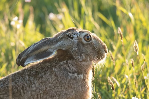 NL Pure 42 Patrick Hundorf Rabbit