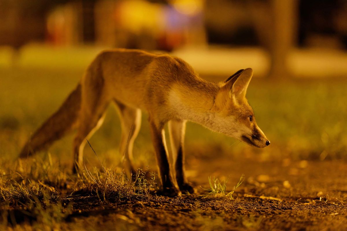 Fox in Paris by Nicolas Davy 