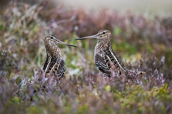 Two Great Snipes (Gallinago media) by Leander Khil