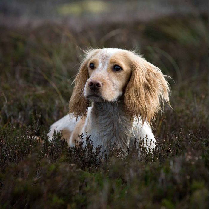 Grouse Dogs Stock Imagery by Scott Wicking