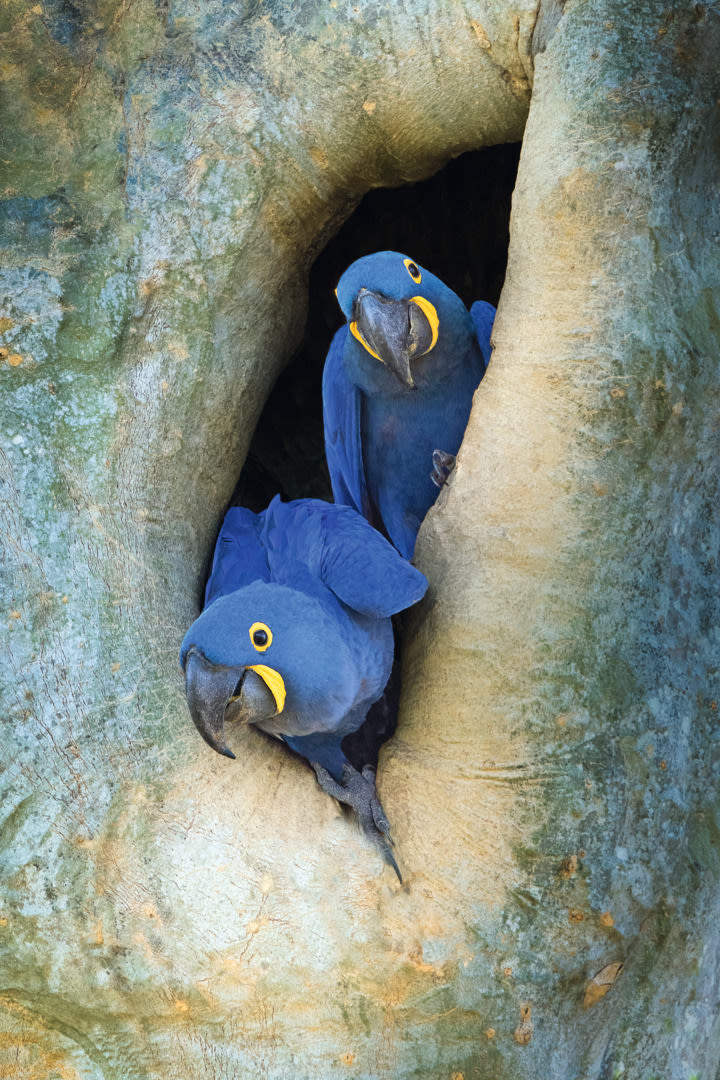 Swarovski Optik Outdoor Nature Brasilian wildlife Binoculars spotting scopes