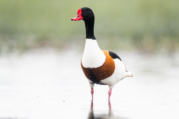 Close up: European Winter Waterfowl - Part 1 B/ - Common Shelduck (Tadorna tadorna) 02