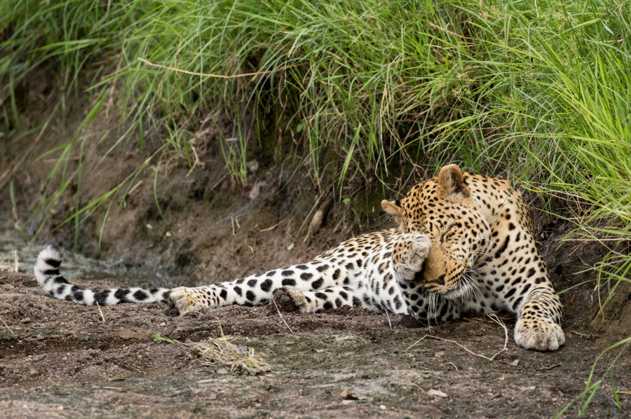 Spotting big cats in Zambia 