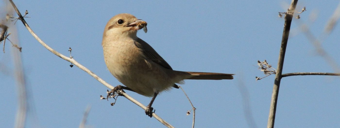 Isabelline Shrike (Lanius isabellinus) Beit She’an Valley (c) Jonathan Meyrav