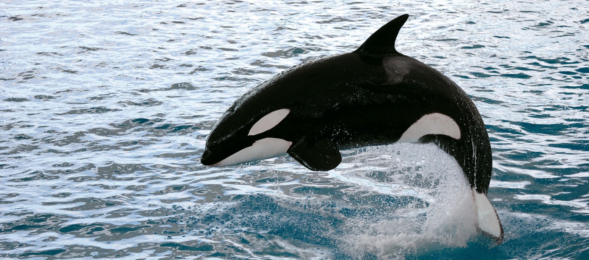 whale, orca,killer whale jumping