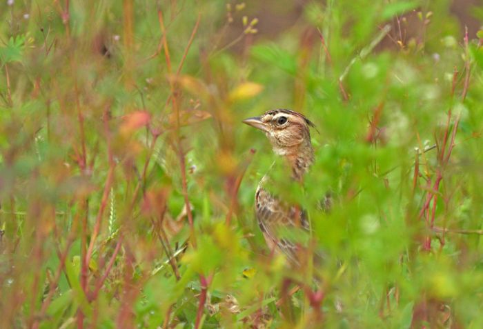 Tawny (Syke’s) Larks (Galerida deva)