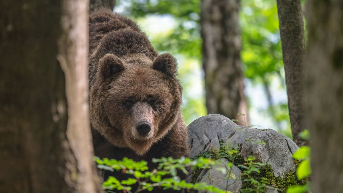 !!! Andreas Hütten Entering the bears’ realm O/ - Andreas Hütten - mother bear behind the tree 