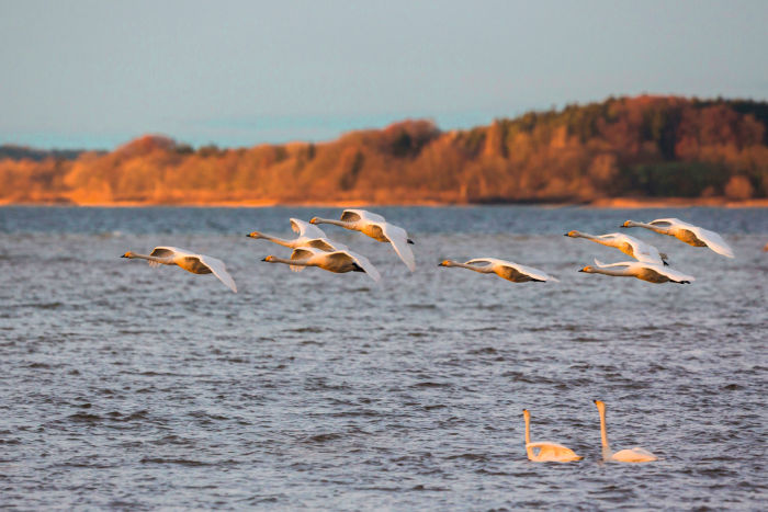 whooper swan (Cygnus cygnus), flock flying over a swimming couple in the evening light, Germany, Bavaria, Lake Chiemsee