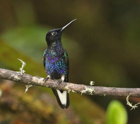 Velvet-purple Coronet (Nature Colombia - Trevor Ellery)