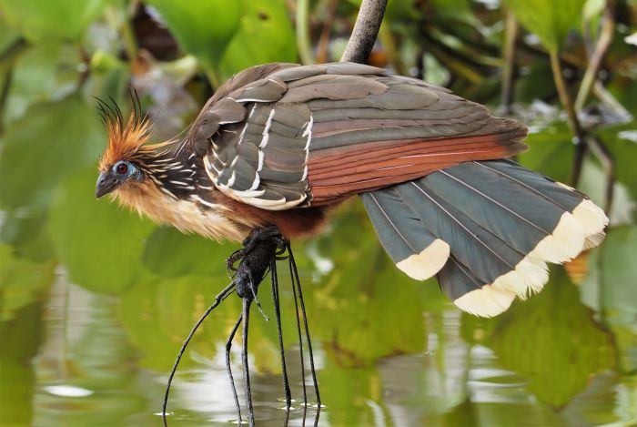 Amazon, Hoatzin Amazon, DANIEL ALDANA SCHUMANN