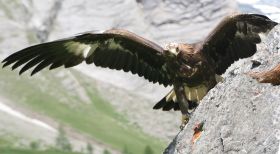 Bartgeier fliegt im Nationalpark Hohe Tauern.