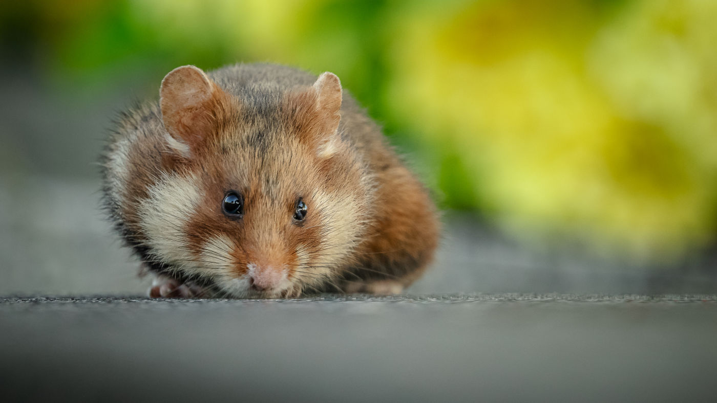 field hamster smelling on the street by Andreas Hütten