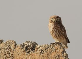 Little Owl Negev desert by (c) Jonathan Meyrav