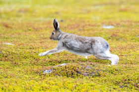 Snow Hare Schneehase Lepus timidus by Leander Khil