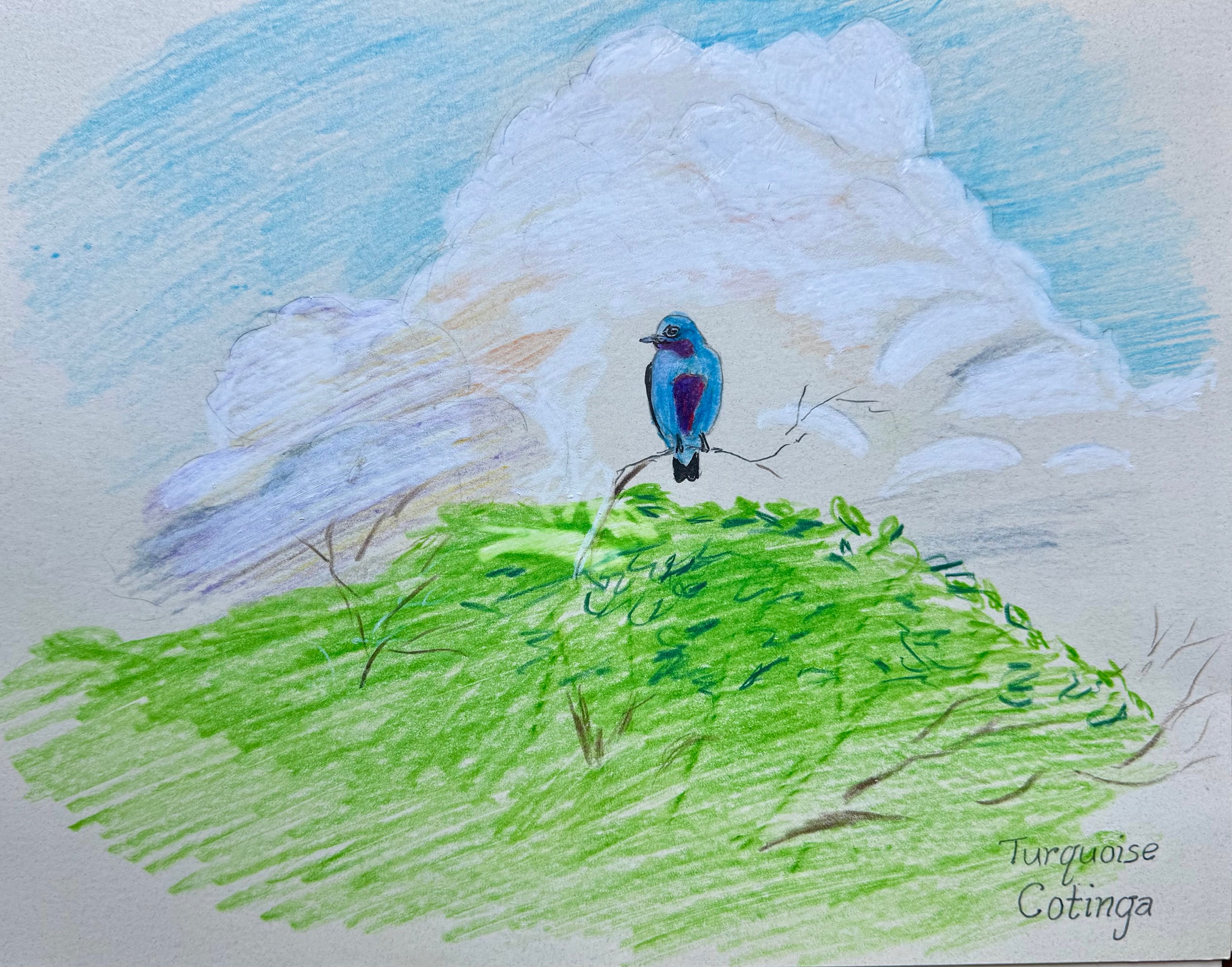 Gabriel Willow’s Costa Rica Adventure /B - Cotinga
