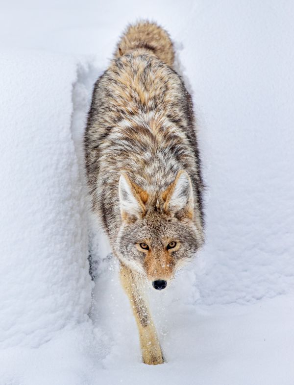 !!!Image 04 LOOKING UP BY CINDY GOEDDEL - Coyote walking through the snow 