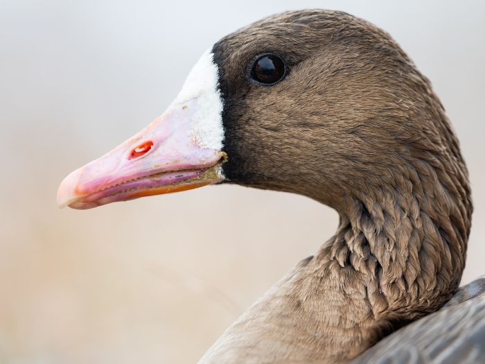 #gobirdingvlog Episode 1: Leander Khil visits the geese flocks in the Austrian Seewinkel region - duck