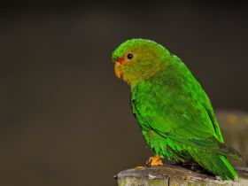 Rufous-fronted Parakeet (Luis Urueña - Manakin Nature Tours)