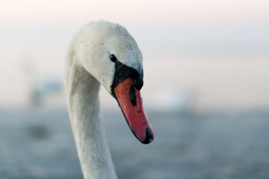 Close up: European Winter Waterfowl - Part 2 B/ - Mute Swan (Cygnus olor) 01 by Leander Khil