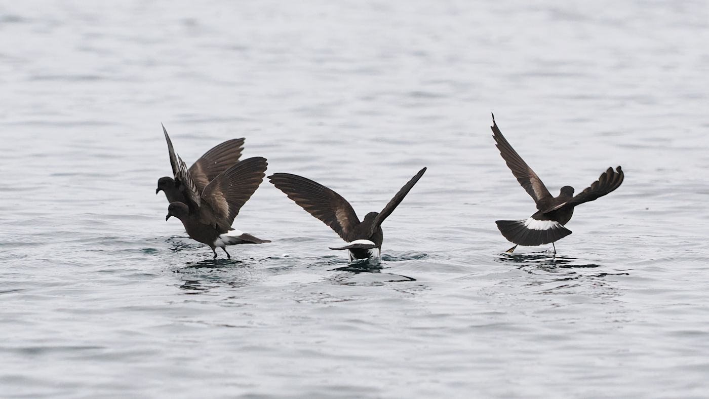 Wilson's Storm Petrel (c) Dan Brown - Birding Indonesia 