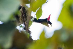 #gobirdingvlog Episode 5: Guatemala - Wake up, sleepy head! In order to see a Horned Guan in the wild, you have to get up in the middle of the night. Photograph  by Leander Khil