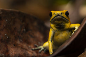 Phyllobates terribilis (Nature Colombia - Sebastian Forero)