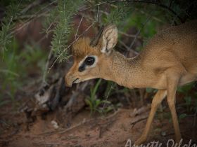 !!! Annette Oelofs - Damaraland Dik Dik