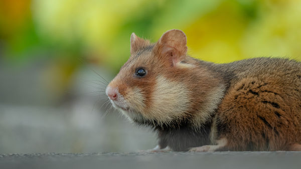 Feldhamster - field hamster sitting on the street by Andreas Hütten