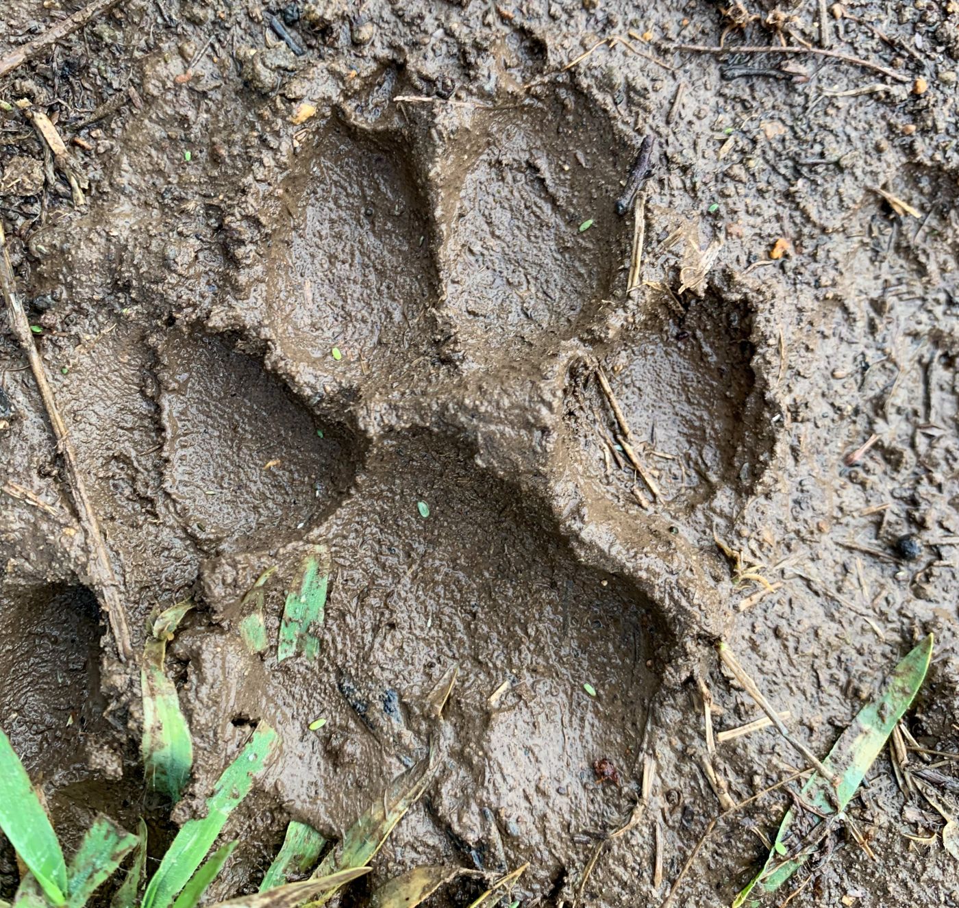 Wolf tracks