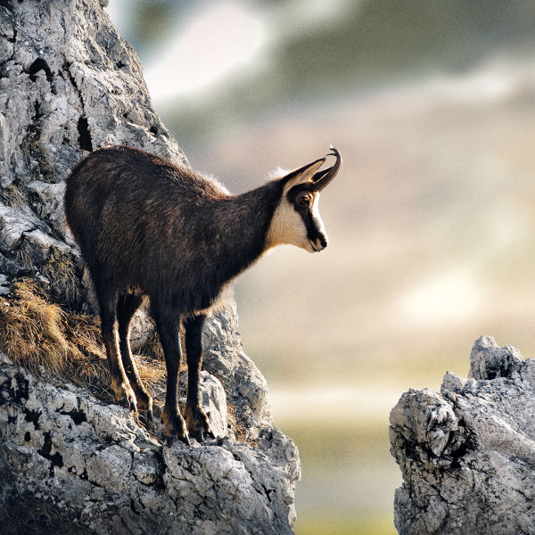 Chamois, Mountains, bright