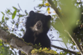 Spectacled Bear NW Ecuador Sam Woods IMG 6016