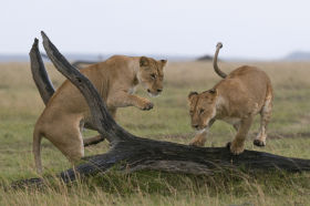 Spotting Big Cats linons in Kenya 