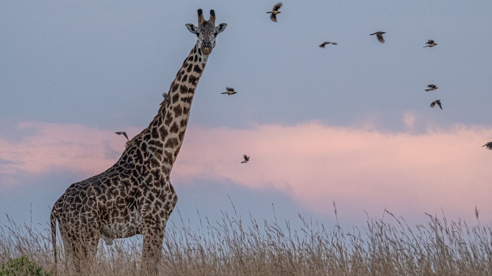 The Safari Collection – DSCF3352