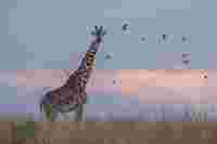 The Safari Collection – DSCF3352