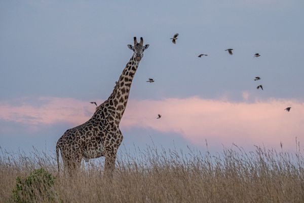 The Safari Collection – DSCF3352