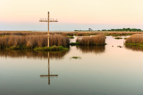 SWAROVSKI OPTIK Closer Birding-Magazin, 2020, Cross standing in marsh of Chesapeake Bay, Poquoson, Virginia, United States