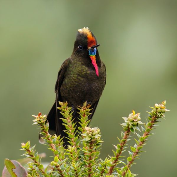 Rainbow-bearded Thornbill (Chalcostigma herrani - Colombia) by Glenn Bartley