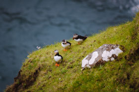 Three puffins sitting on the grass of a cliff by Nicola Cagol