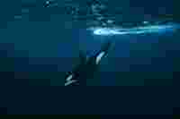 Whale observation for science - Chérine Baumgartner /O - HERO