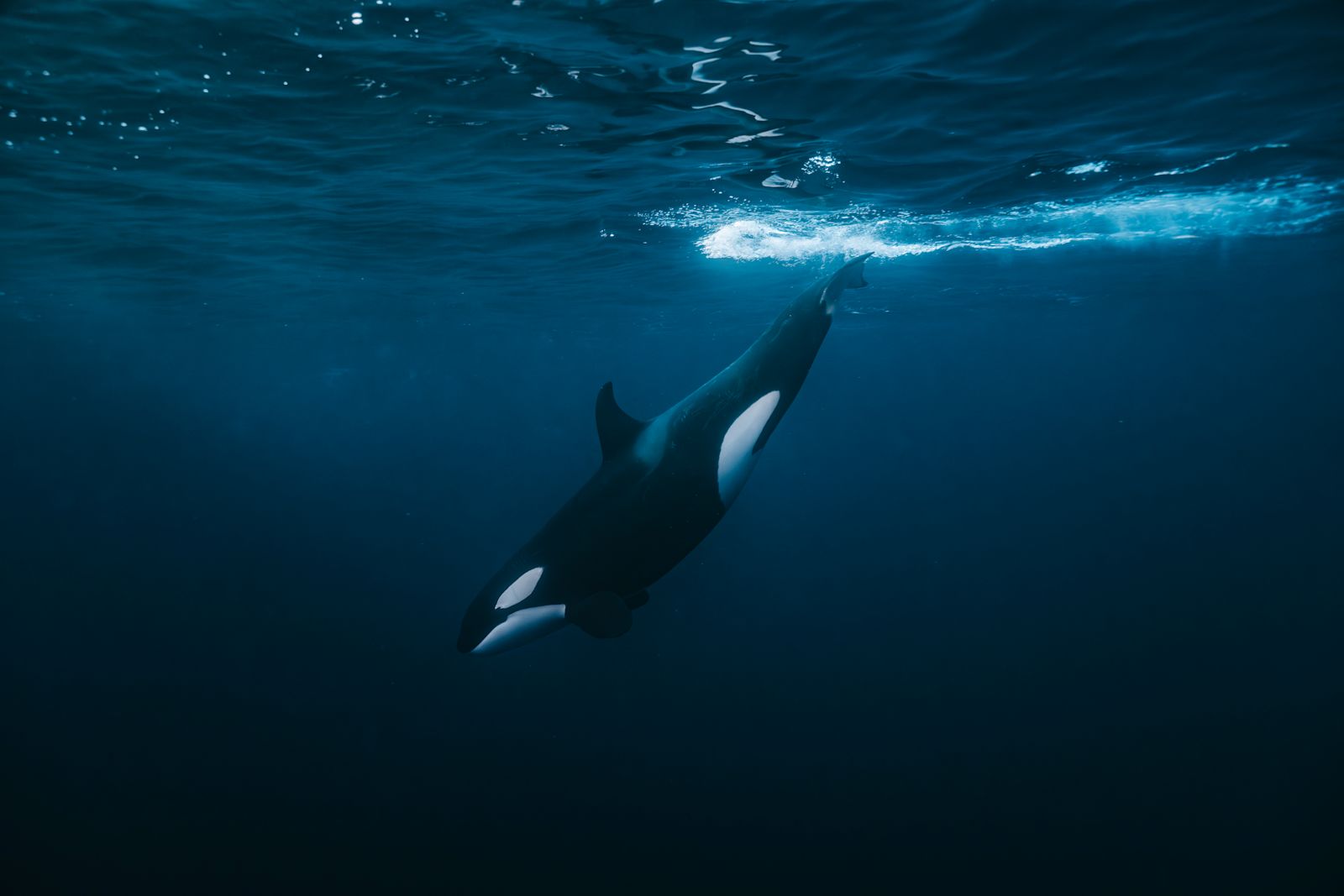 Whale observation for science - Chérine Baumgartner /O - HERO