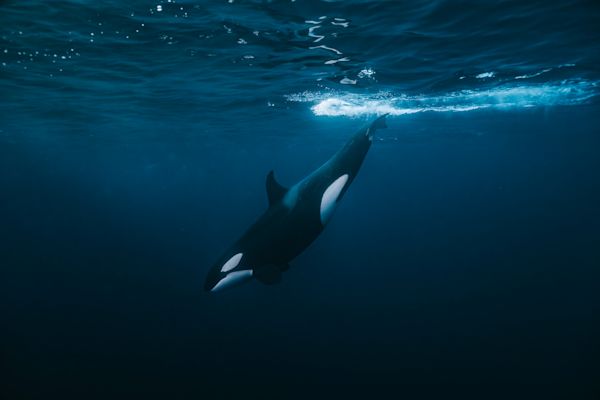 Whale observation for science - Chérine Baumgartner /O - HERO