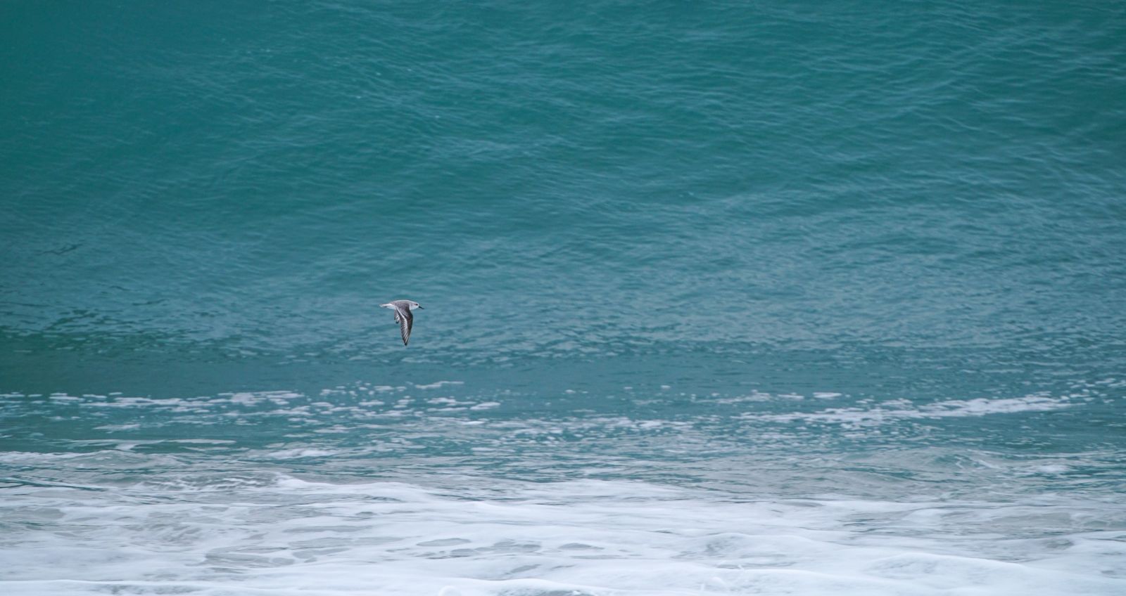 Western Gull (Larus occidentalis) over the waves by Charles Post